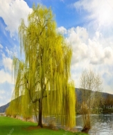 depositphotos_4921781-stock-photo-beautiful-weeping-willow-in-a